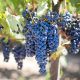 Vente de plants de vignes aux professionnel en Bretagne